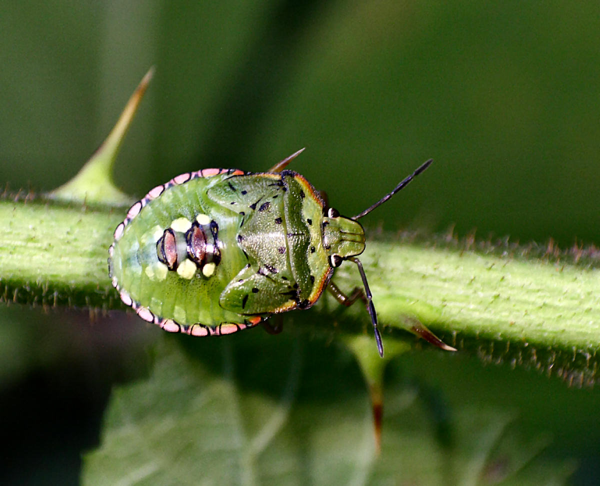 Pentatomidae: ninfa di Nezara viridula della Lombardia (MI)